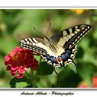 Papilio machaon