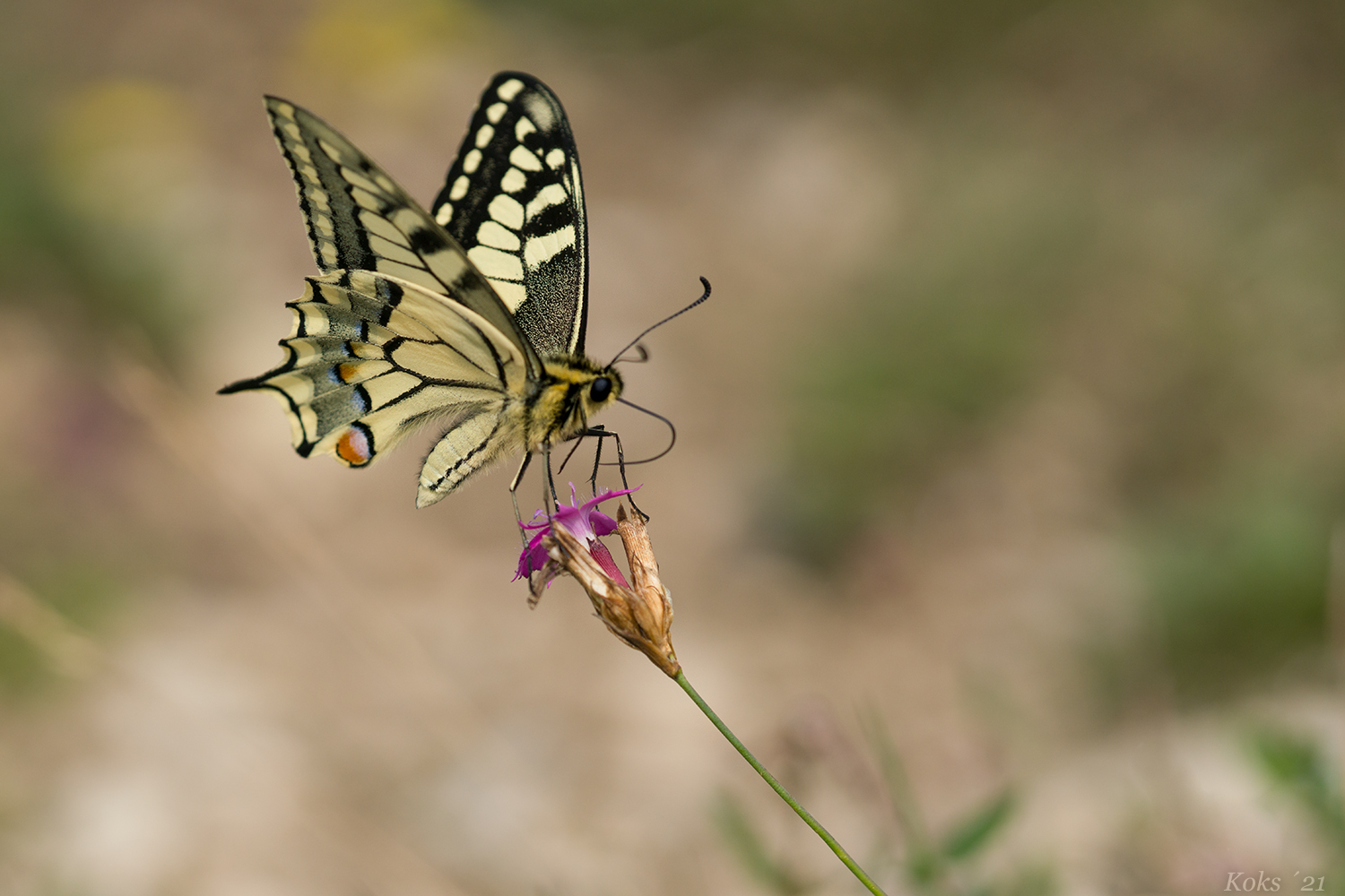 Papilio machaon