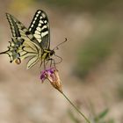 Papilio machaon