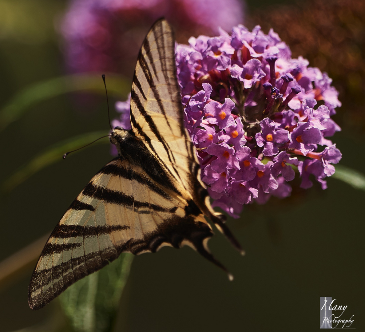 Papilio Machaon