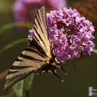 Papilio Machaon