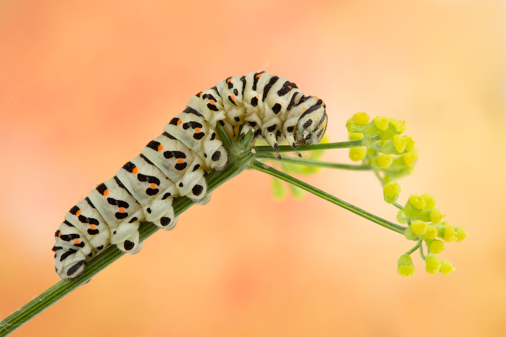 Papilio machaon