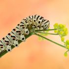 Papilio machaon