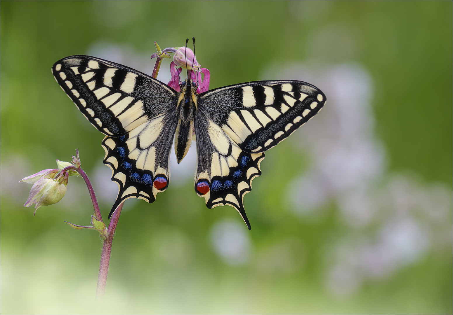 Papilio machaon