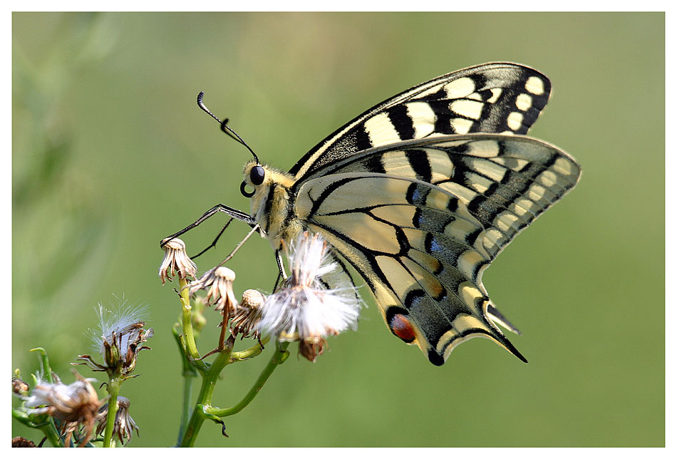 Papilio machaon