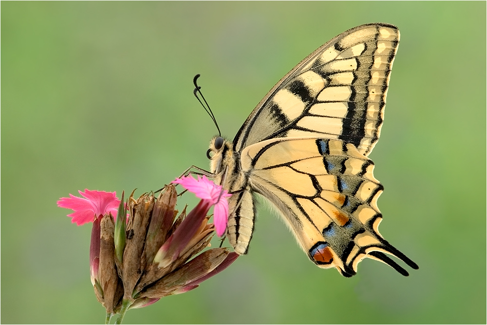 *Papilio machaon*