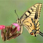 *Papilio machaon*