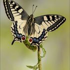 Papilio machaon