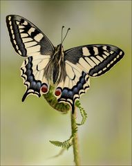 Papilio machaon