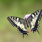 Papilio machaon