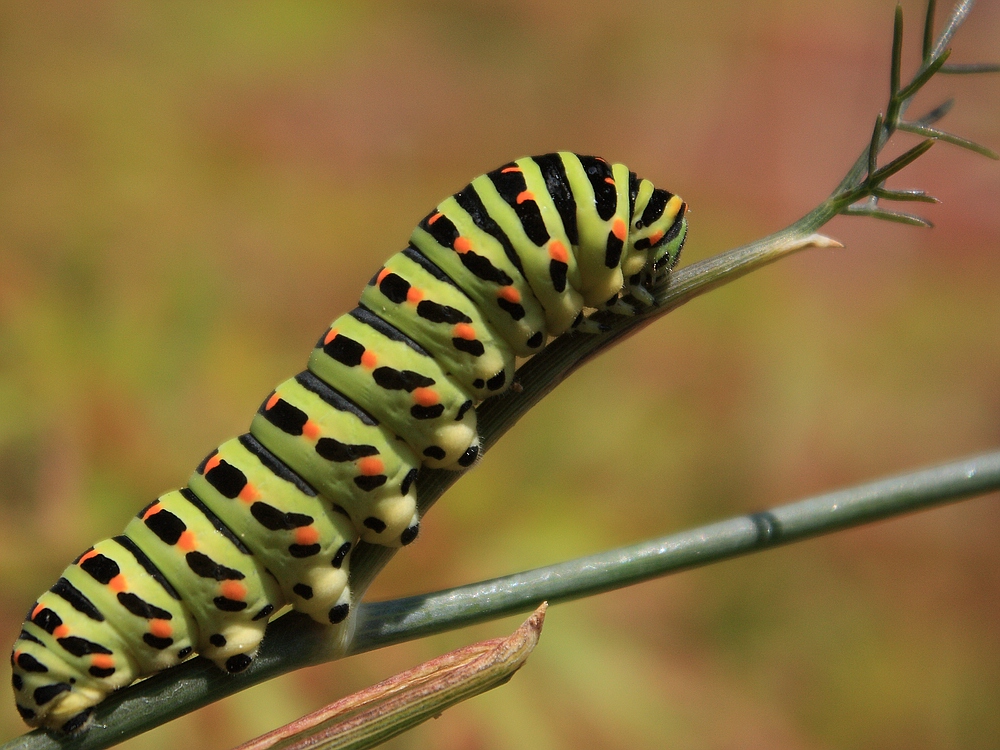 Papilio machaon.