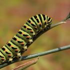 Papilio machaon.