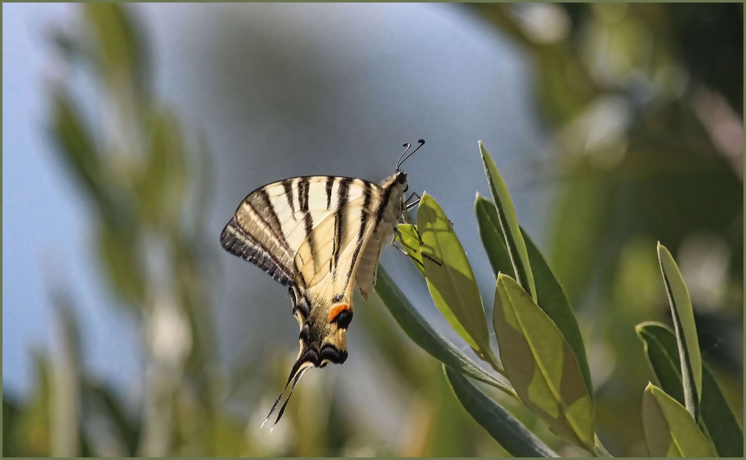 papilio machaon