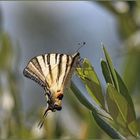 papilio machaon