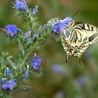 Papilio machaon