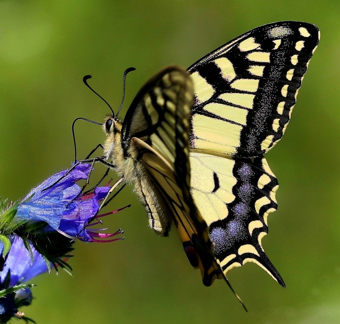 Papilio machaon