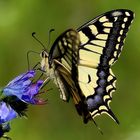 Papilio machaon