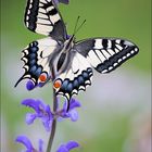 Papilio machaon