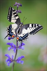 Papilio machaon