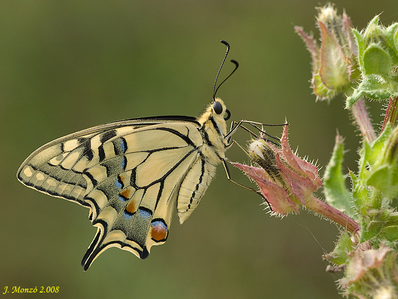 Papilio machaon