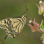 Papilio machaon