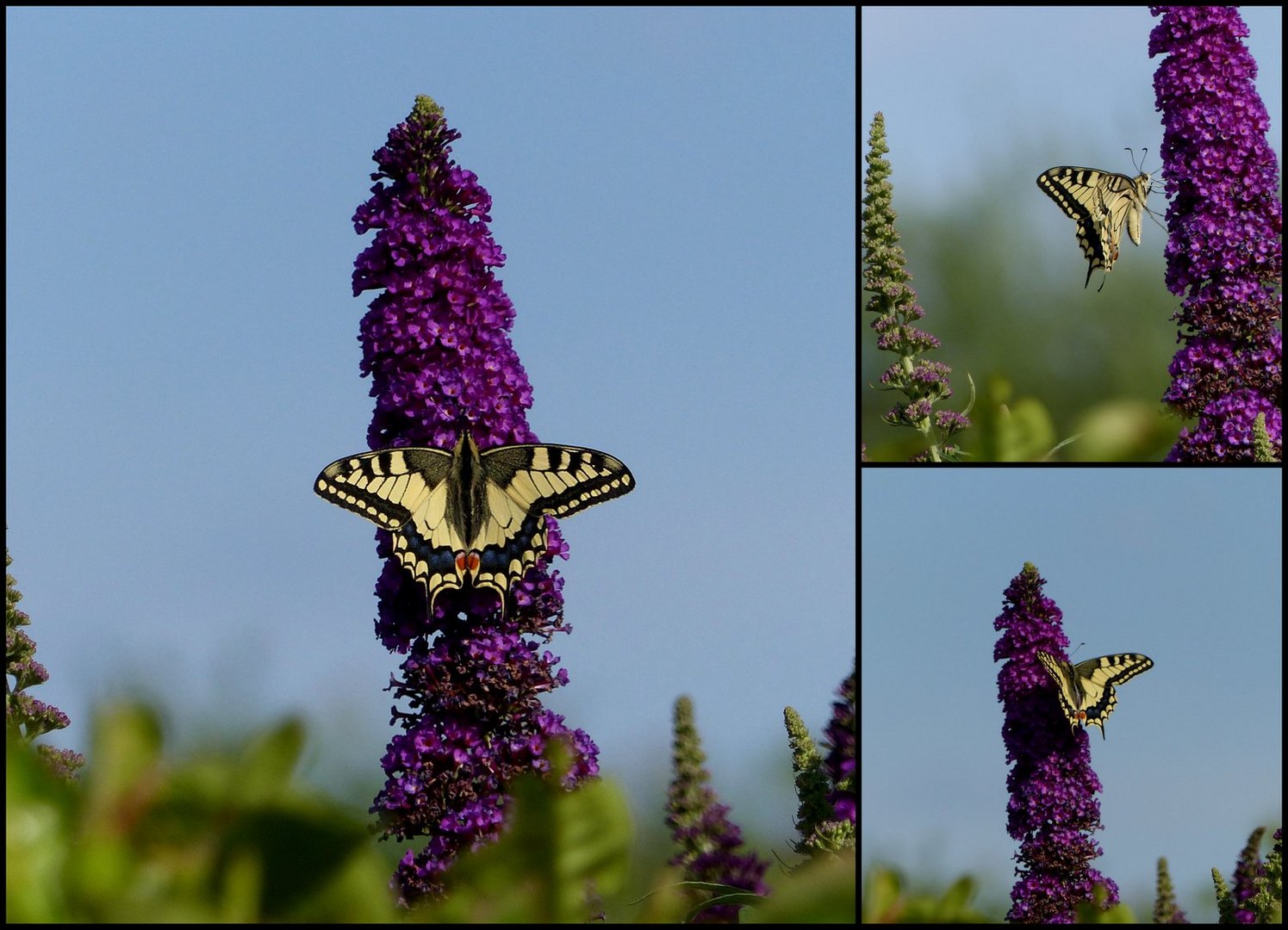 Papilio machaon