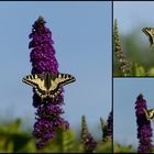 Papilio machaon