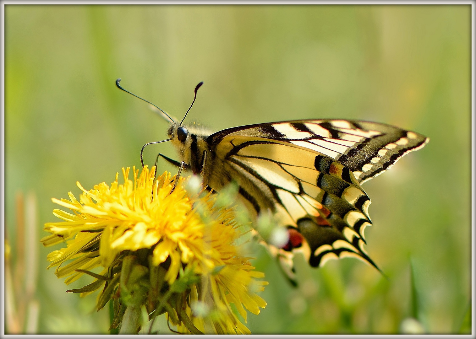 Papilio Machaon