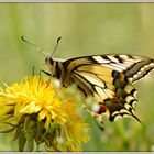 Papilio Machaon