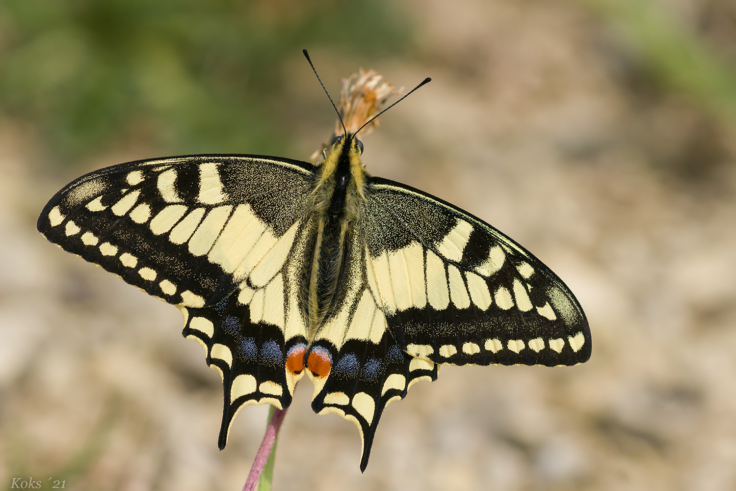 Papilio machaon