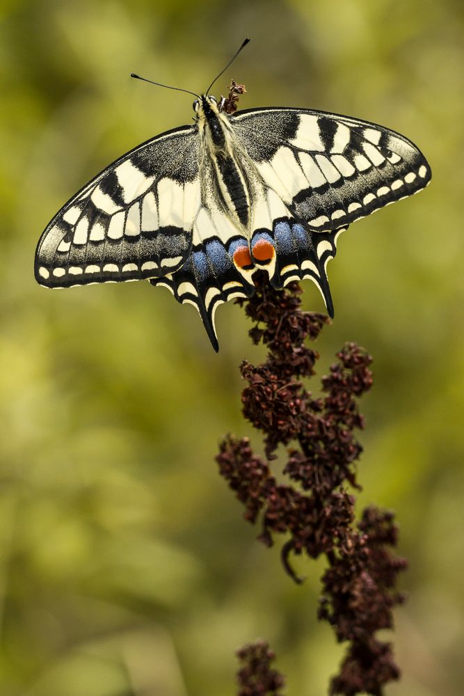 Papilio machaon