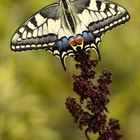 Papilio machaon