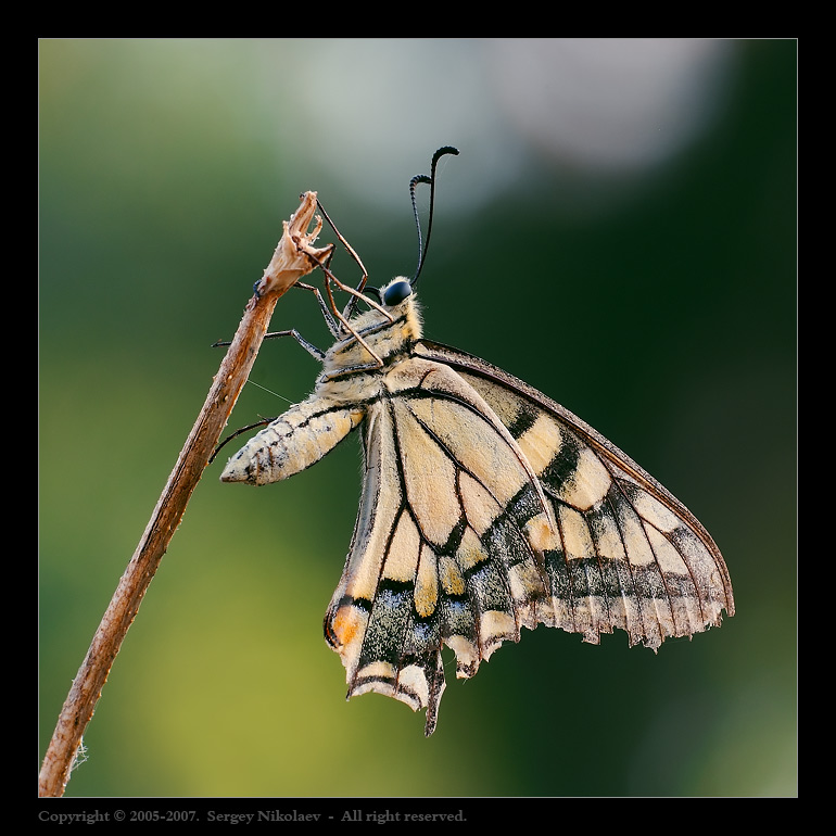 Papilio machaon