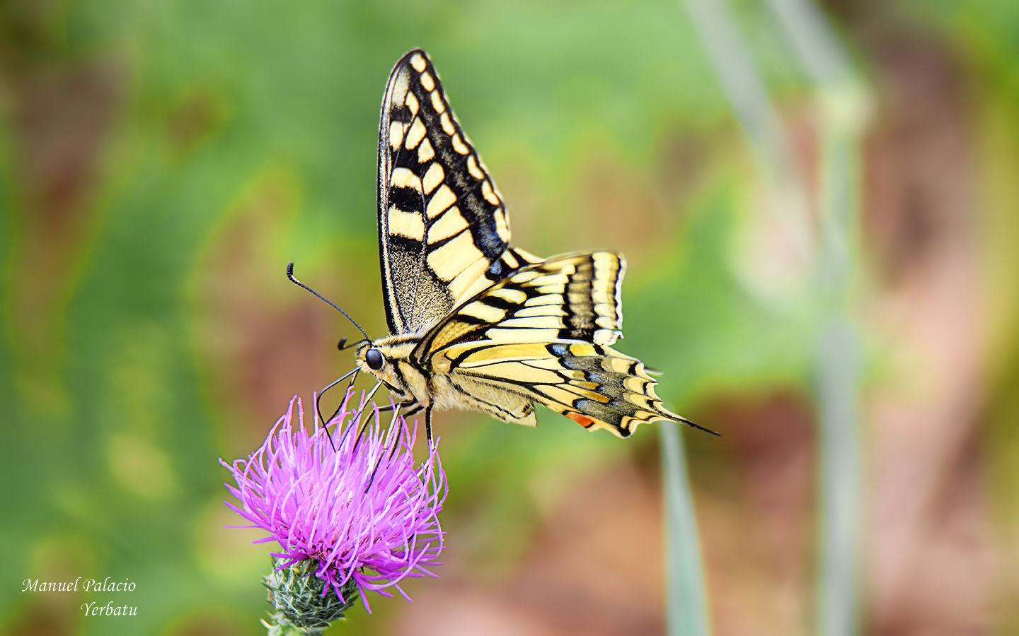 Papilio machaon