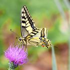 Papilio machaon