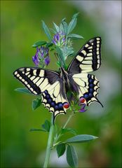 Papilio machaon