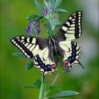 Papilio machaon