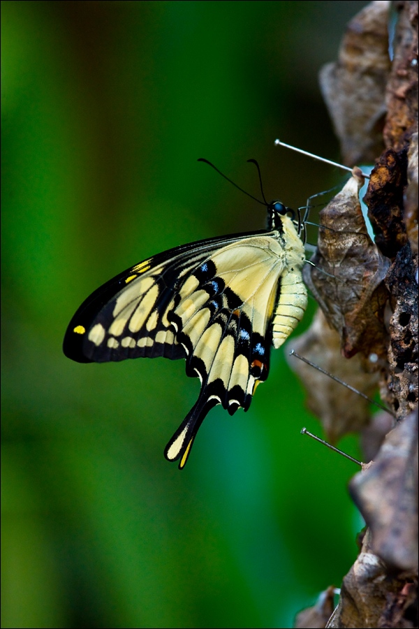 Papilio machaon