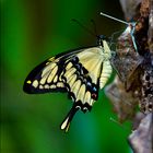 Papilio machaon