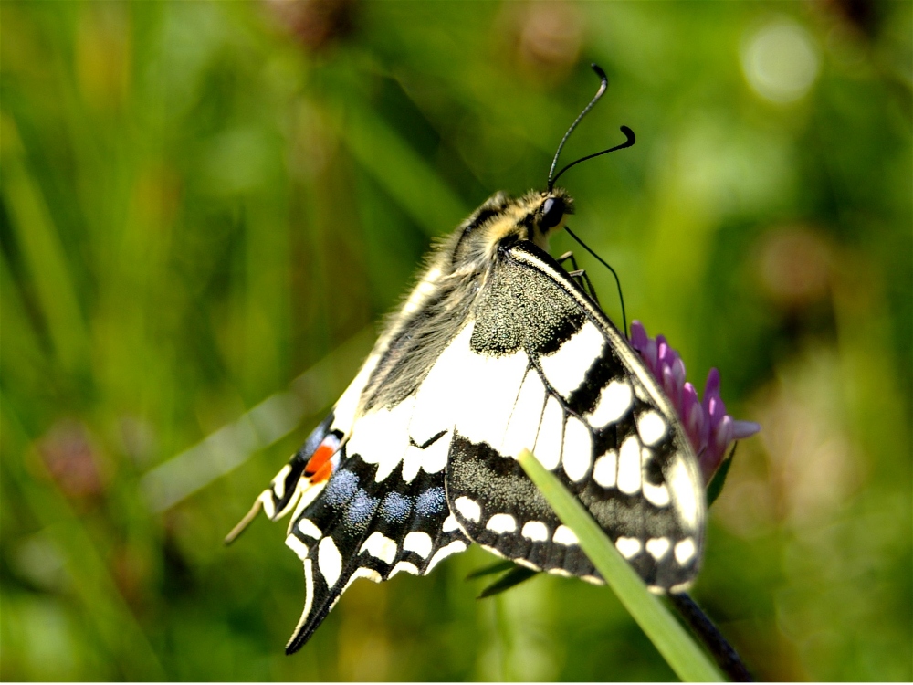 Papilio machaon