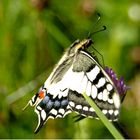 Papilio machaon