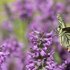 Papilio machaon