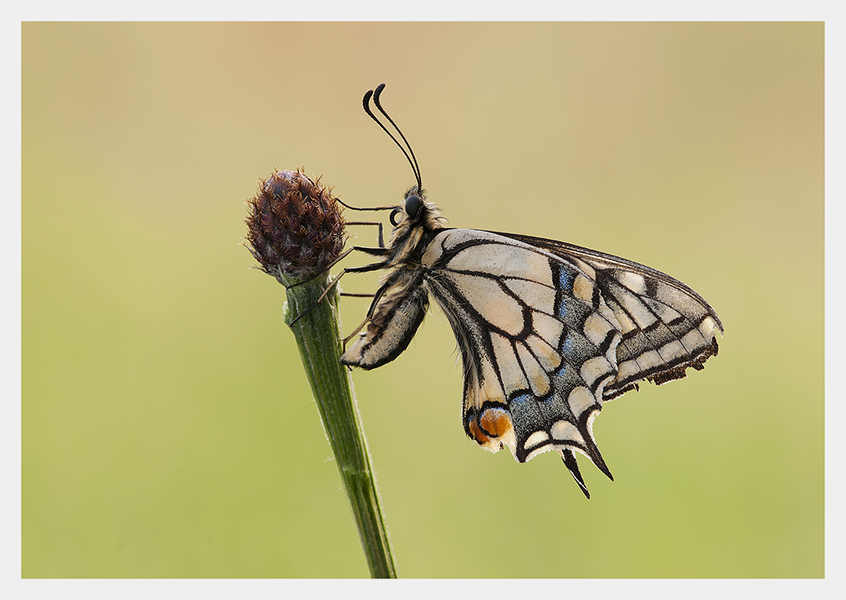 Papilio machaon