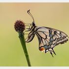 Papilio machaon