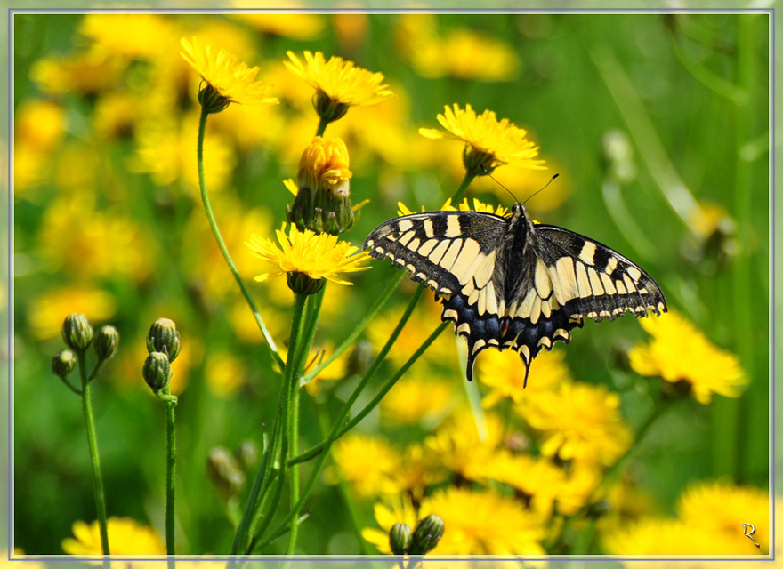 Papilio machaon