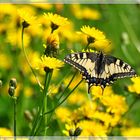 Papilio machaon