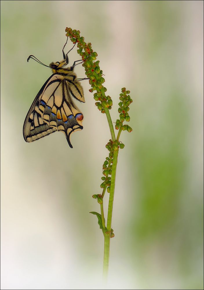 Papilio machaon