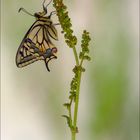 Papilio machaon