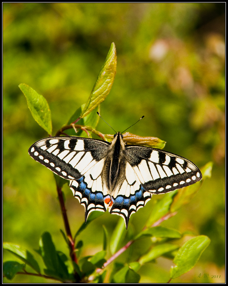 Papilio machaon