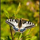 Papilio machaon